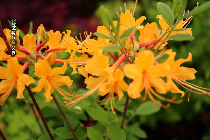 - Azalea 'Deep Gold Austrinum’ Orange Native Azalea - Mr Maple │ Buy Japanese Maple Trees