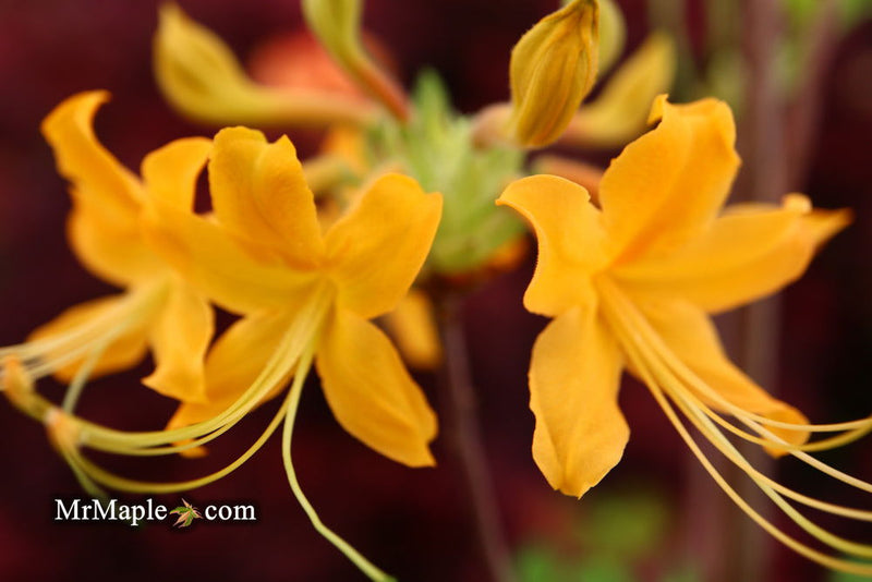 - Azalea 'Deep Gold Austrinum’ Orange Native Azalea - Mr Maple │ Buy Japanese Maple Trees