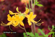 - Azalea 'Deep Gold Austrinum’ Orange Native Azalea - Mr Maple │ Buy Japanese Maple Trees