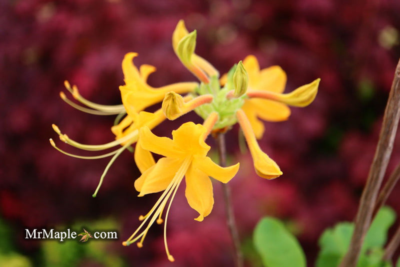 - Azalea 'Deep Gold Austrinum’ Orange Native Azalea - Mr Maple │ Buy Japanese Maple Trees