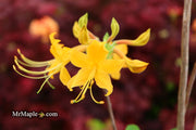 - Azalea 'Deep Gold Austrinum’ Orange Native Azalea - Mr Maple │ Buy Japanese Maple Trees