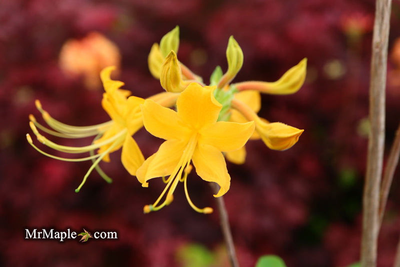 - Azalea 'Deep Gold Austrinum’ Orange Native Azalea - Mr Maple │ Buy Japanese Maple Trees