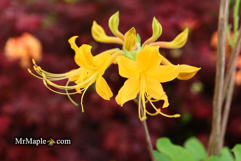 - Azalea 'Deep Gold Austrinum’ Orange Native Azalea - Mr Maple │ Buy Japanese Maple Trees