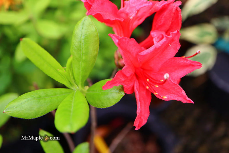 - Azalea ‘Deep Red #2’ Native Azalea - Mr Maple │ Buy Japanese Maple Trees