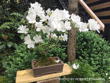 - Azalea 'Delaware Valley’ White Azalea - Mr Maple │ Buy Japanese Maple Trees