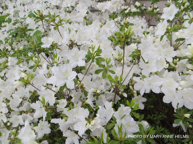 - Azalea 'Delaware Valley’ White Azalea - Mr Maple │ Buy Japanese Maple Trees