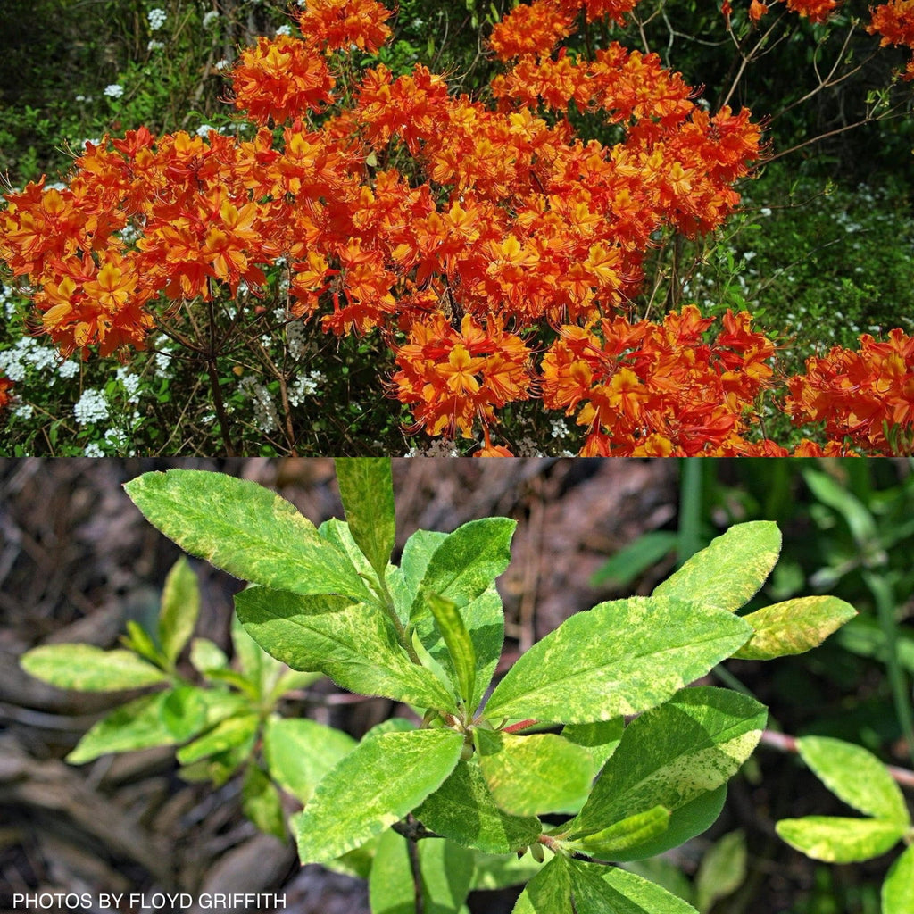 Buy Azalea 'Don's Variegated' Native Azalea — Mr Maple │ Buy