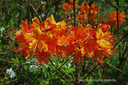 - Azalea 'Don's Variegated' Native Flame Azalea - Mr Maple │ Buy Japanese Maple Trees