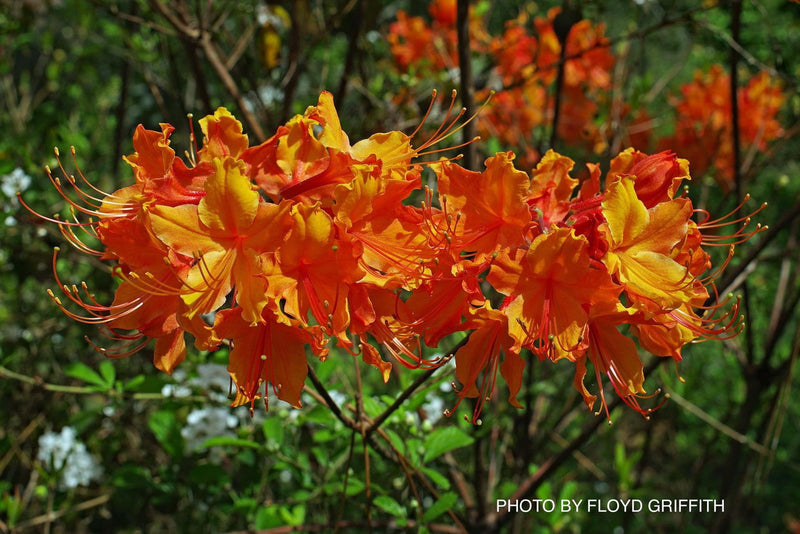 - Azalea 'Don's Variegated' Native Flame Azalea - Mr Maple │ Buy Japanese Maple Trees