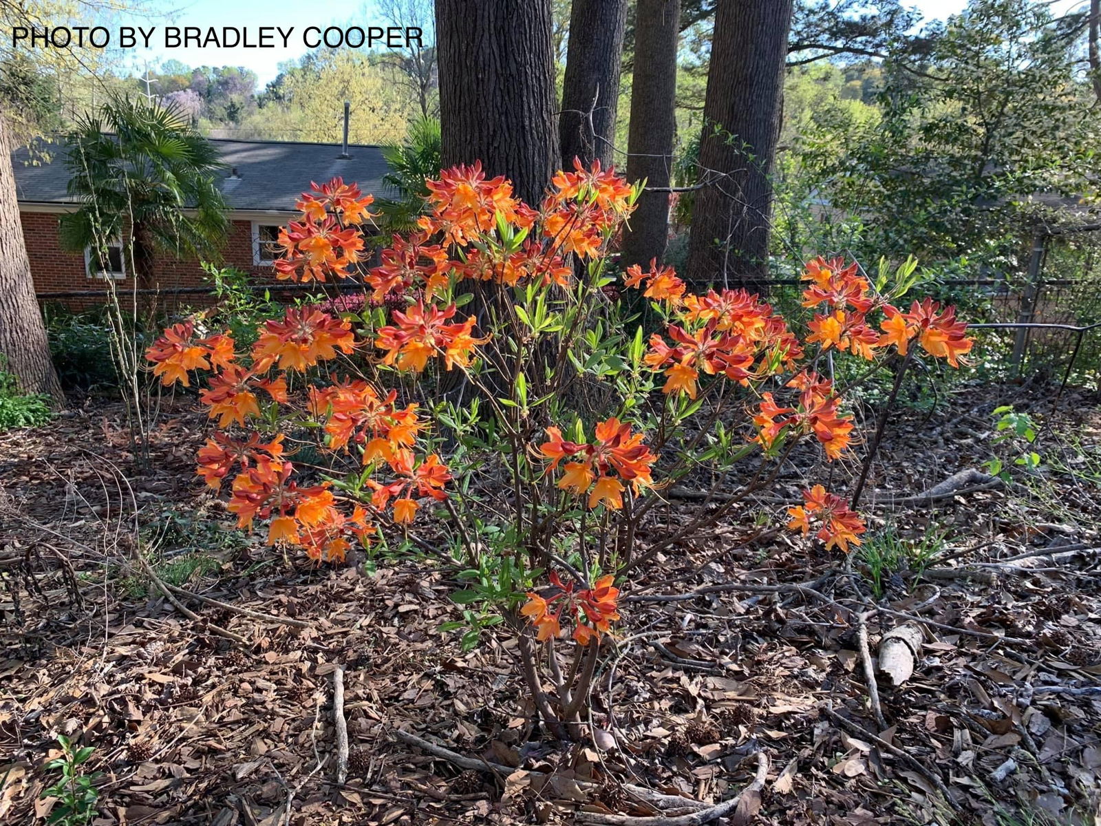 Buy Azalea 'Don's Variegated' Native Azalea — Mr Maple │ Buy