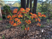 - Azalea 'Don's Variegated' Native Flame Azalea - Mr Maple │ Buy Japanese Maple Trees