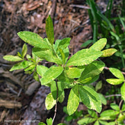 - Azalea 'Don's Variegated' Native Flame Azalea - Mr Maple │ Buy Japanese Maple Trees