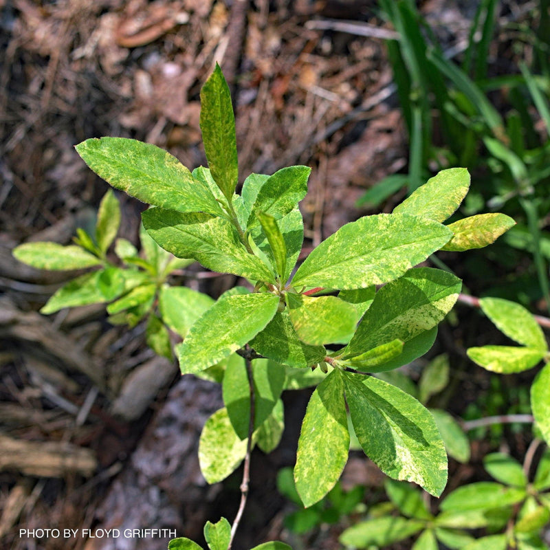 - Azalea 'Don's Variegated' Native Flame Azalea - Mr Maple │ Buy Japanese Maple Trees