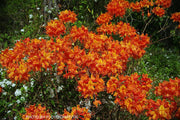- Azalea 'Don's Variegated' Native Flame Azalea - Mr Maple │ Buy Japanese Maple Trees