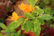 - Azalea 'Don's Variegated' Native Flame Azalea - Mr Maple │ Buy Japanese Maple Trees