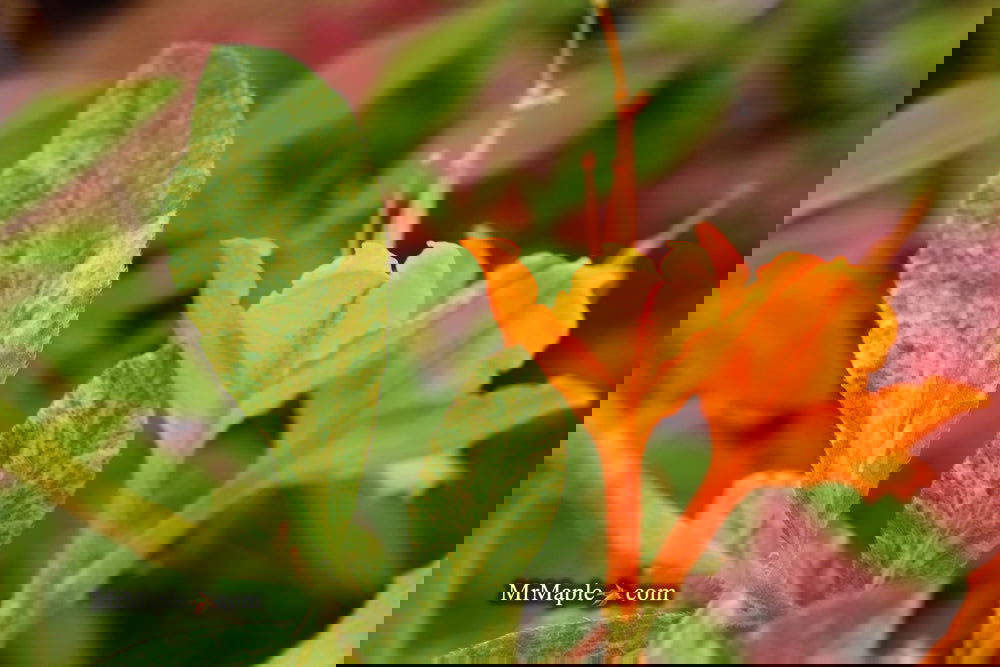 Buy Azalea 'Don's Variegated' Native Azalea — Mr Maple │ Buy