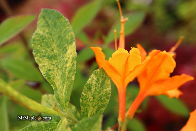 - Azalea 'Don's Variegated' Native Flame Azalea - Mr Maple │ Buy Japanese Maple Trees
