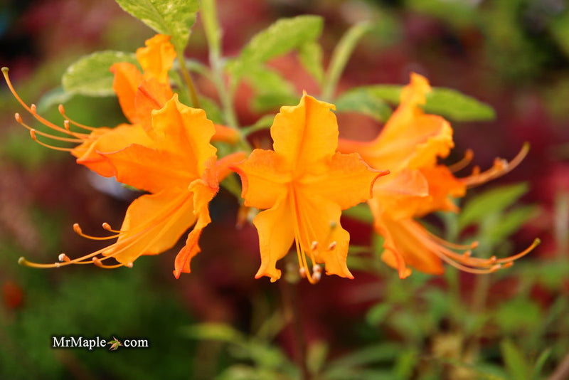 - Azalea 'Don's Variegated' Native Flame Azalea - Mr Maple │ Buy Japanese Maple Trees