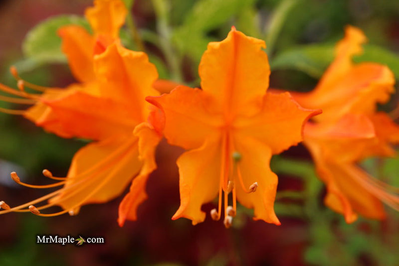 - Azalea 'Don's Variegated' Native Flame Azalea - Mr Maple │ Buy Japanese Maple Trees