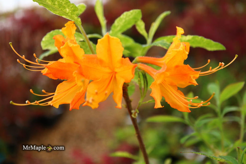 - Azalea 'Don's Variegated' Native Flame Azalea - Mr Maple │ Buy Japanese Maple Trees