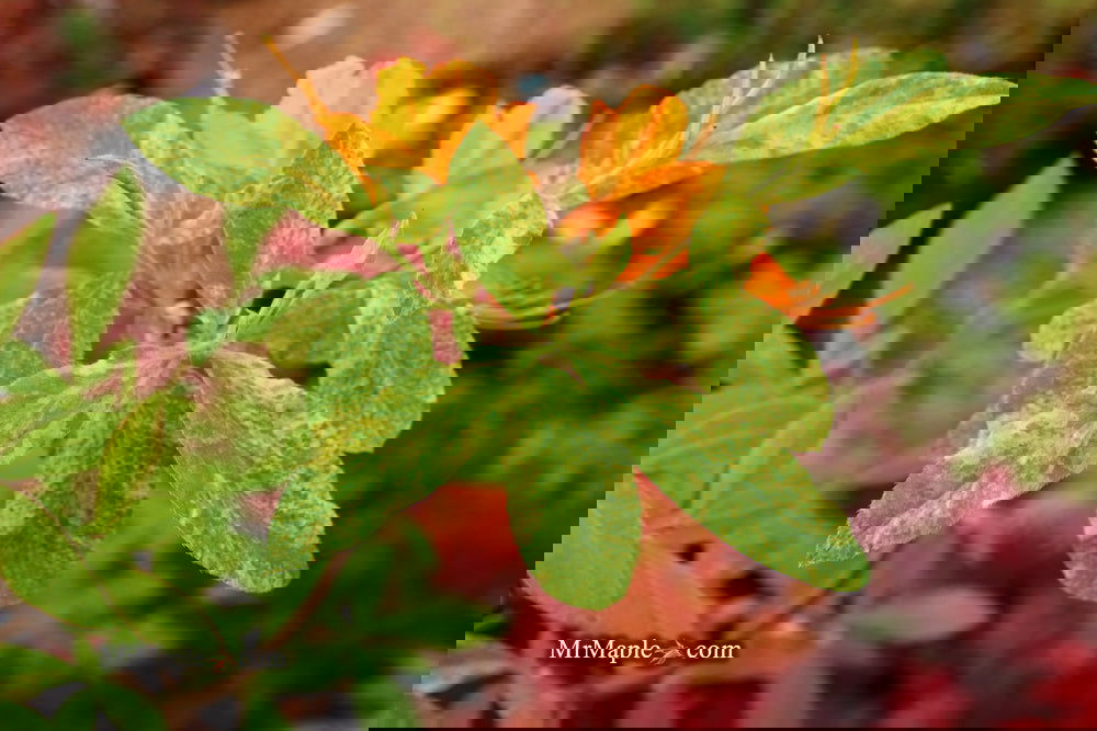 Buy Azalea 'Don's Variegated' Native Azalea — Mr Maple │ Buy
