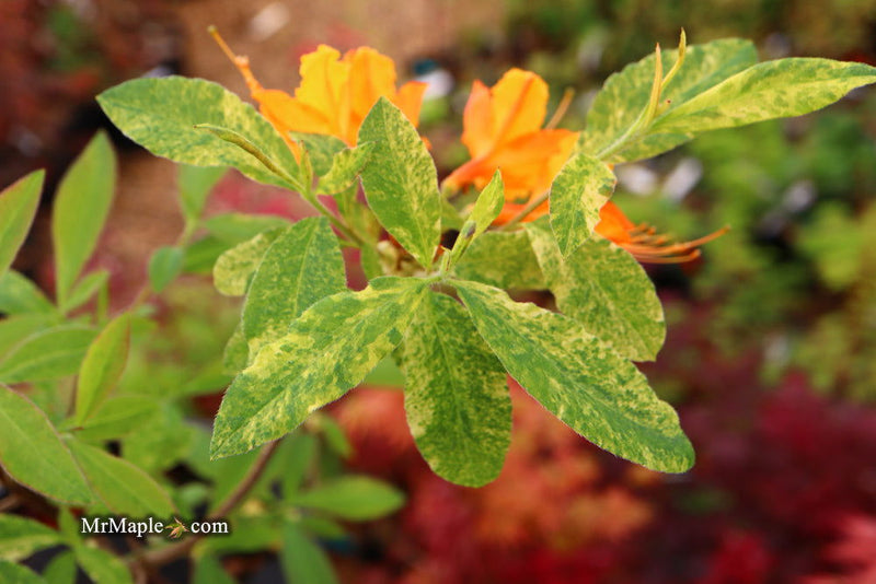 - Azalea 'Don's Variegated' Native Flame Azalea - Mr Maple │ Buy Japanese Maple Trees