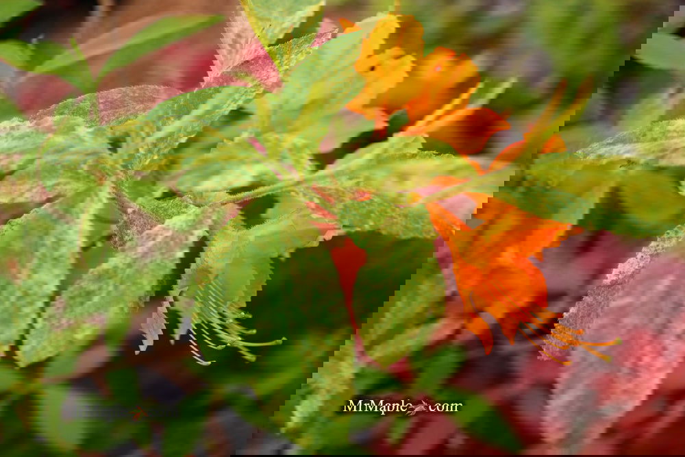 Buy Azalea 'Don's Variegated' Native Azalea — Mr Maple │ Buy