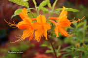 - Azalea 'Don's Variegated' Native Flame Azalea - Mr Maple │ Buy Japanese Maple Trees