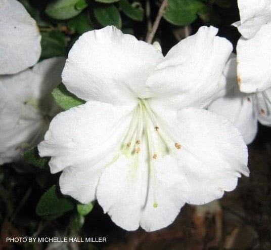 - Azalea 'Dorothy Rees’ White Robin Hill Azalea - Mr Maple │ Buy Japanese Maple Trees