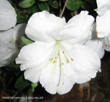 - Azalea 'Dorothy Rees’ White Robin Hill Azalea - Mr Maple │ Buy Japanese Maple Trees