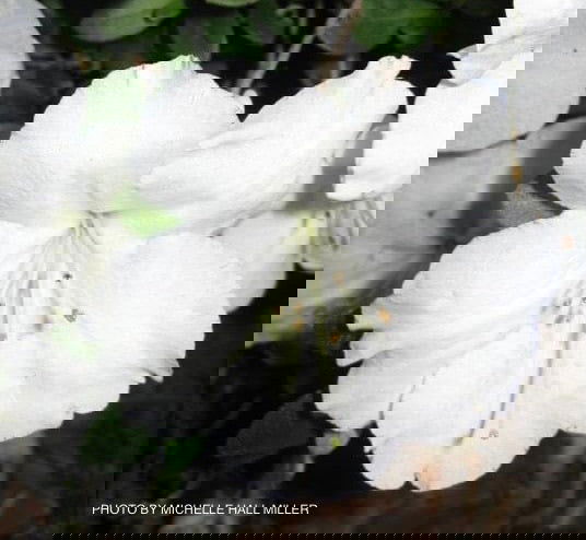 - Azalea 'Dorothy Rees’ White Robin Hill Azalea - Mr Maple │ Buy Japanese Maple Trees