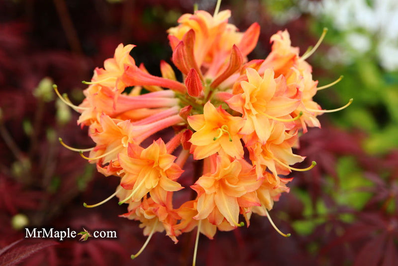 - Azalea 'Drew Brodie' Native Oconee Azalea - Mr Maple │ Buy Japanese Maple Trees
