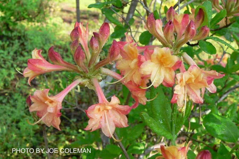 - Azalea 'Drew Brodie' Native Oconee Azalea - Mr Maple │ Buy Japanese Maple Trees