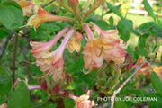 - Azalea 'Drew Brodie' Native Oconee Azalea - Mr Maple │ Buy Japanese Maple Trees