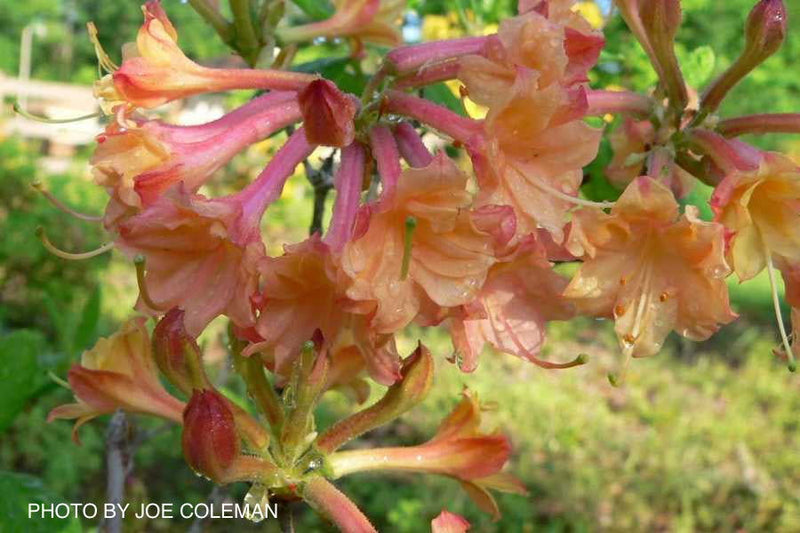 - Azalea 'Drew Brodie' Native Oconee Azalea - Mr Maple │ Buy Japanese Maple Trees