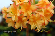 - Azalea 'Drew Brodie' Native Oconee Azalea - Mr Maple │ Buy Japanese Maple Trees