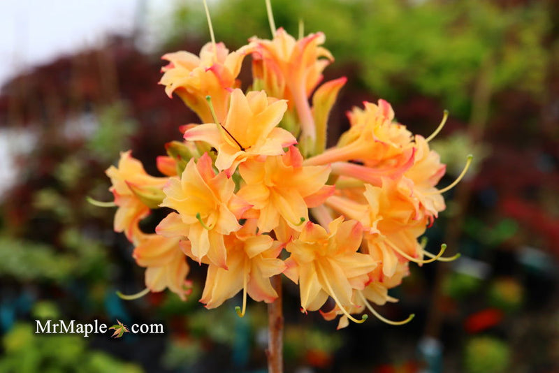 - Azalea 'Drew Brodie' Native Oconee Azalea - Mr Maple │ Buy Japanese Maple Trees