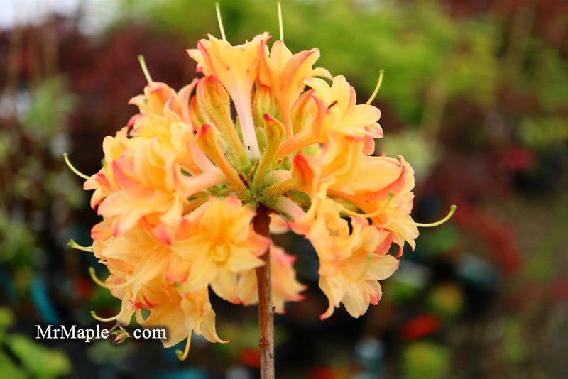 - Azalea 'Drew Brodie' Native Oconee Azalea - Mr Maple │ Buy Japanese Maple Trees