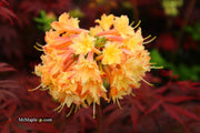 - Azalea 'Drew Brodie' Native Oconee Azalea - Mr Maple │ Buy Japanese Maple Trees