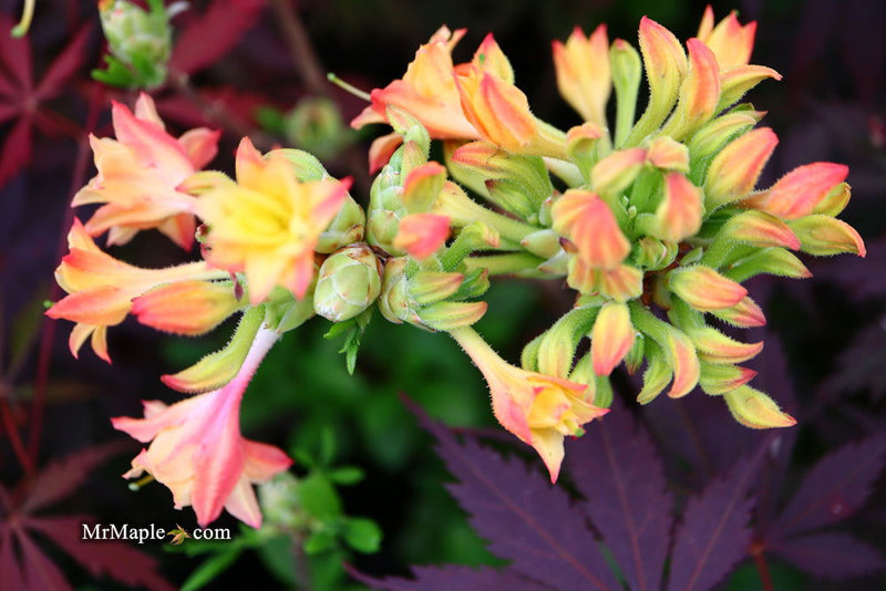 - Azalea 'Drew Brodie' Native Oconee Azalea - Mr Maple │ Buy Japanese Maple Trees