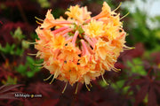 - Azalea 'Drew Brodie' Native Oconee Azalea - Mr Maple │ Buy Japanese Maple Trees