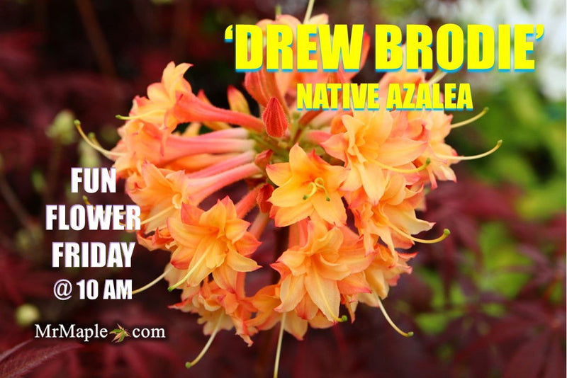 - Azalea 'Drew Brodie' Native Oconee Azalea - Mr Maple │ Buy Japanese Maple Trees
