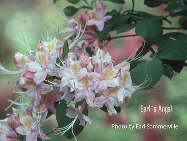 - Azalea 'Earl’s Angel’ White Pink Native Azalea - Mr Maple │ Buy Japanese Maple Trees