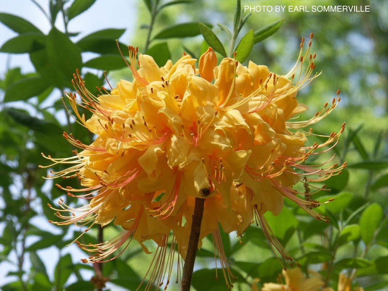 - Azalea 'Earl’s Gold’ Yellow Orange Native Azalea - Mr Maple │ Buy Japanese Maple Trees