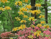 - Azalea 'Earl’s Gold’ Yellow Orange Native Azalea - Mr Maple │ Buy Japanese Maple Trees