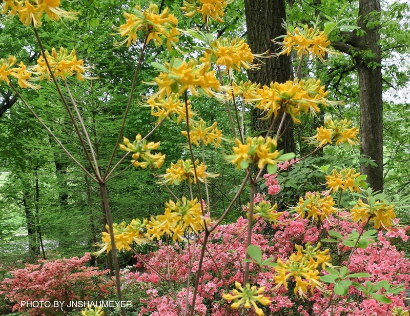 - Azalea 'Earl’s Gold’ Yellow Orange Native Azalea - Mr Maple │ Buy Japanese Maple Trees