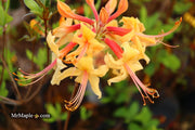 - Azalea 'Earl’s Gold’ Yellow Orange Native Azalea - Mr Maple │ Buy Japanese Maple Trees