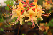 - Azalea 'Earl’s Gold’ Yellow Orange Native Azalea - Mr Maple │ Buy Japanese Maple Trees
