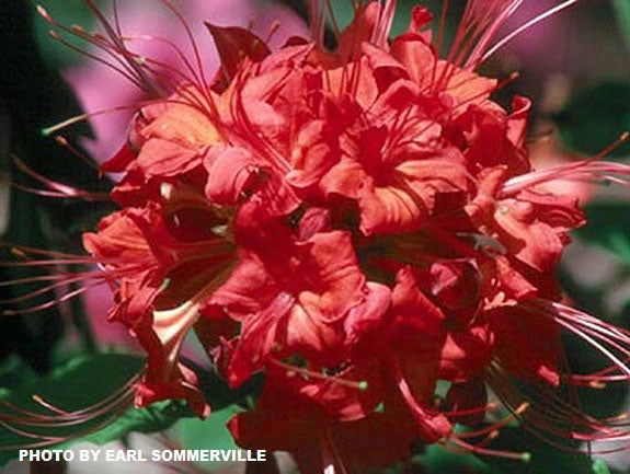 KS STUDIO カホン 赤/ナチュラル Azalea 'Ed Stephens' Pink Flowers Native Azalea — Mr Maple │ Buy