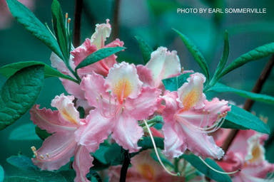 - Azalea 'Elizabeth Lane’ Pink Native Azalea - Mr Maple │ Buy Japanese Maple Trees